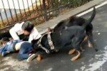 狗拴着被咬是谁的责任 