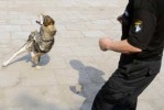 什么部门抓野狗 