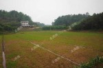 确权自留地和责任田 