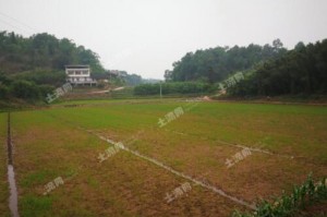 确权自留地和责任田 