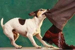 踩到狗被咬主家有责任吗 