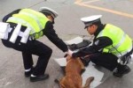 狗不牵绳被撞谁责任 