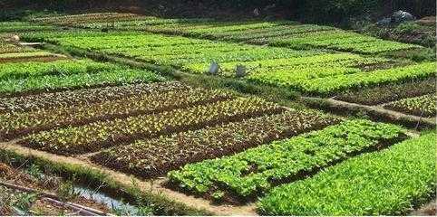 确权自留地和责任田 