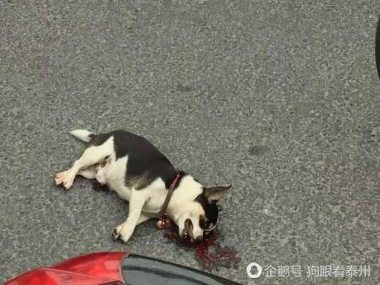 狗不牵绳被撞谁责任 