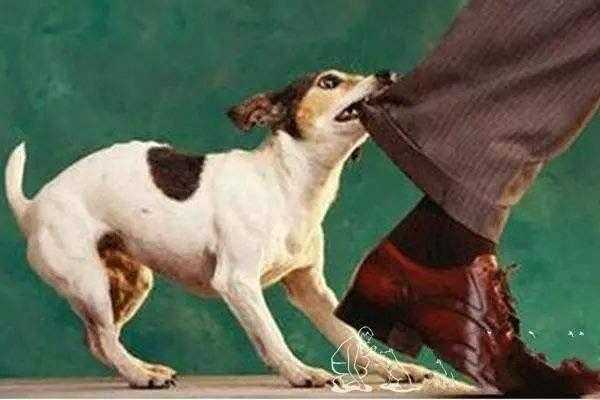 踩到狗被咬主家有责任吗 