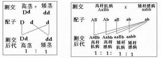 为什么要反交 