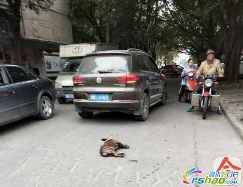 在小区压死狗谁的责任 