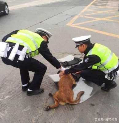 在小区压死狗谁的责任 