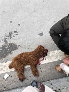 在小区压死狗谁的责任 