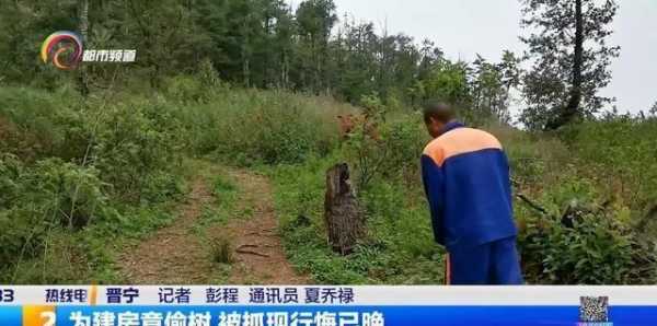 偷树的人应付什么法律责任 